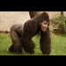 Moose Ape